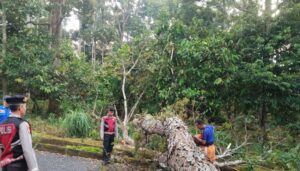 Polres Tanggamus dan Damkarmat Evakuasi Pohon Tumbang di Jalur Pemkab